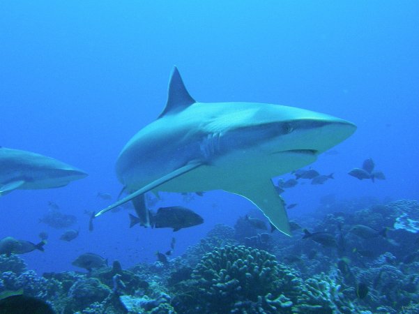 30- Requin Tapete sur le recif d'Avatoru 